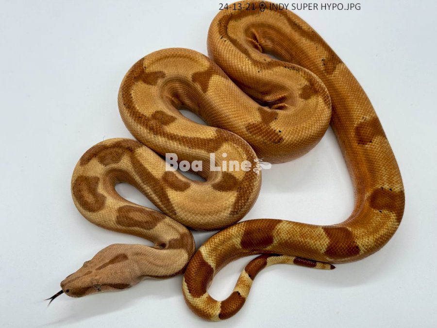  INDY SUPER HYPO